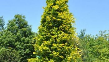 Fagus dawyck gold.jpg