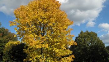 Fraxinus americana.jpg