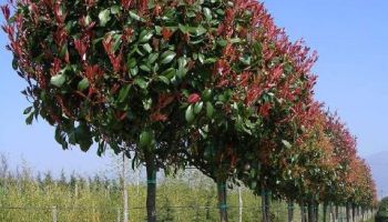 Photinia x fraserii Tige.jpg