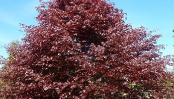 fagus sylvatica purpurea.jpg