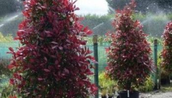 Photinia x fraserii 'Red Robin'.jpg