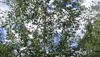 Betula alba.jpg