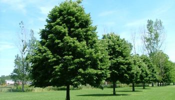 Tilia tomentosa.jpg