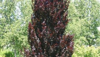 Fagus sylvatica Dawyck Purple.jpg