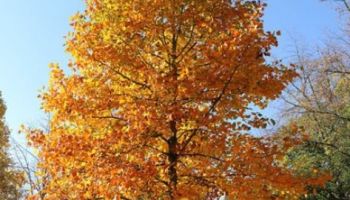 Liriodendron tulipifera (sonbahar).jpg